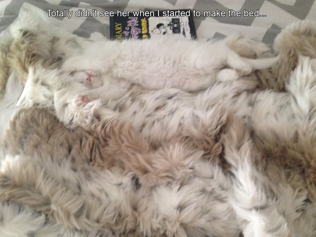 Fluffy cat on fluffy throw rug.