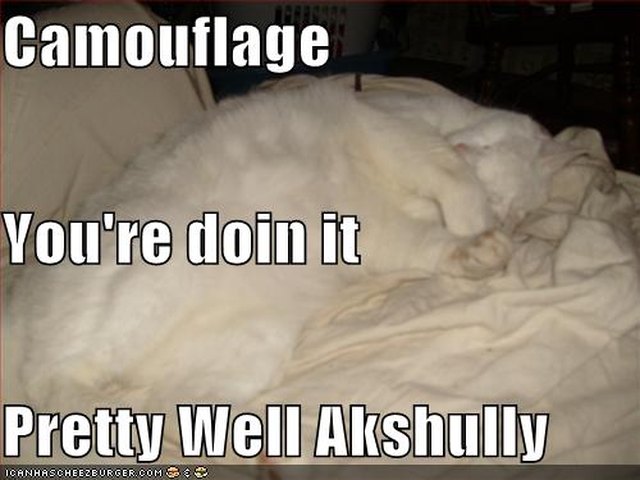 White cat on white sheets