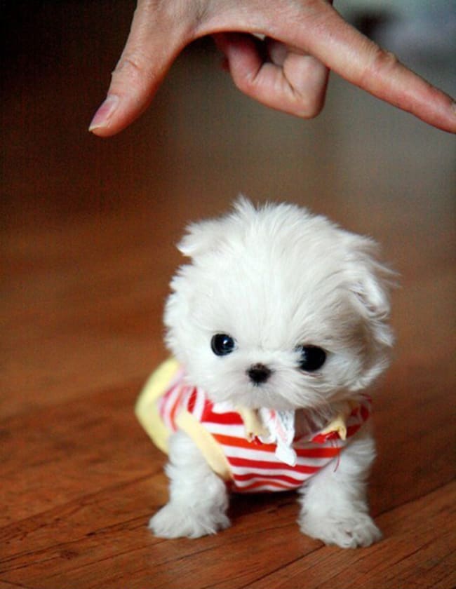 The 30 Tiniest Cutest Puppies In The World Small Joys