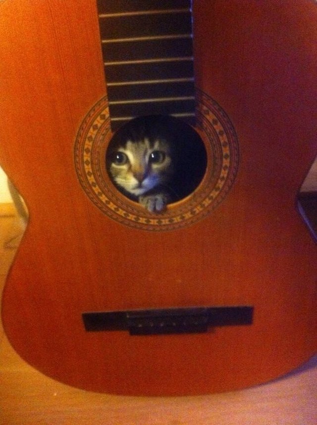 Kitten hiding inside a guitar.