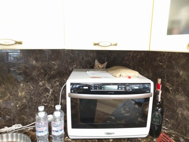 Cat hiding behind microwave.