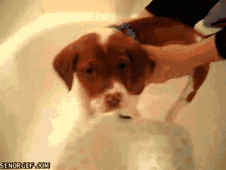 930ae18f9dd532ed98166a39afa72c30