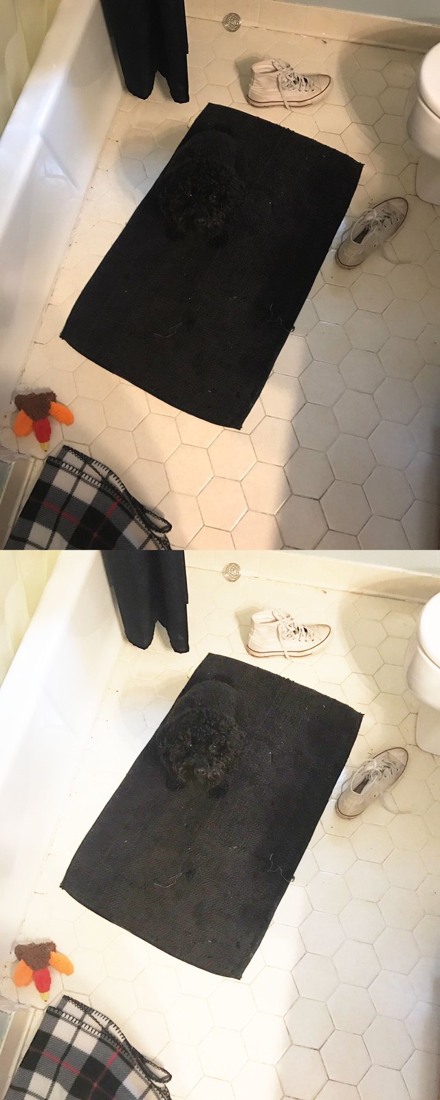 Black dog sitting on black bathmat.