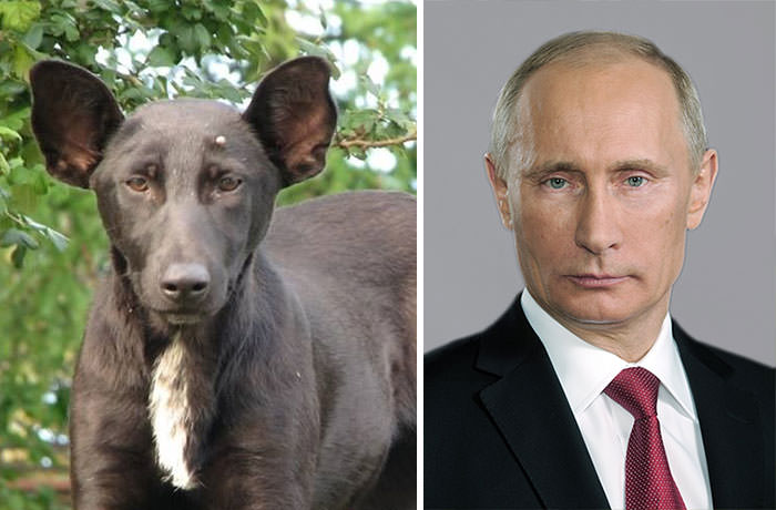 Dog Looks Like Putin