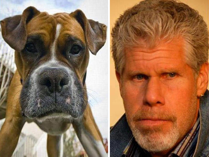 Dog Looks Like Ron Perlman