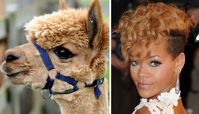  Alpaca Looks Like Rihanna