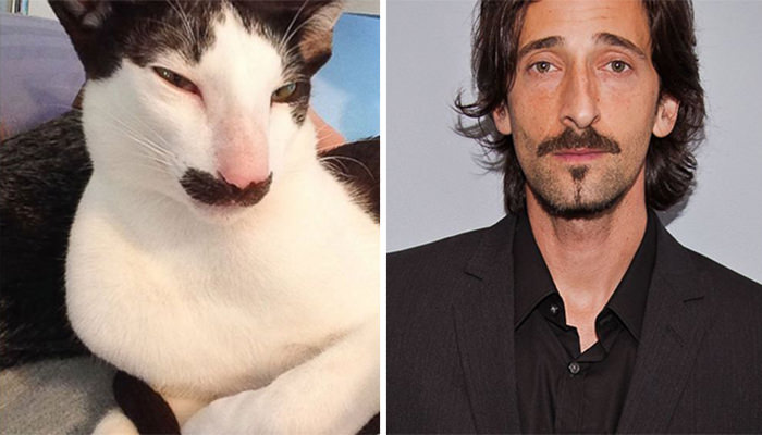  Stache The Cat Looks Like Adrien Brody