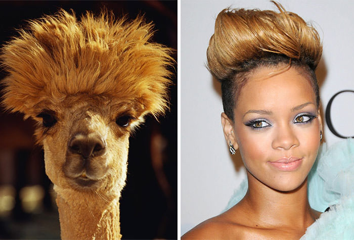 Alpaca Looks Like Rihanna