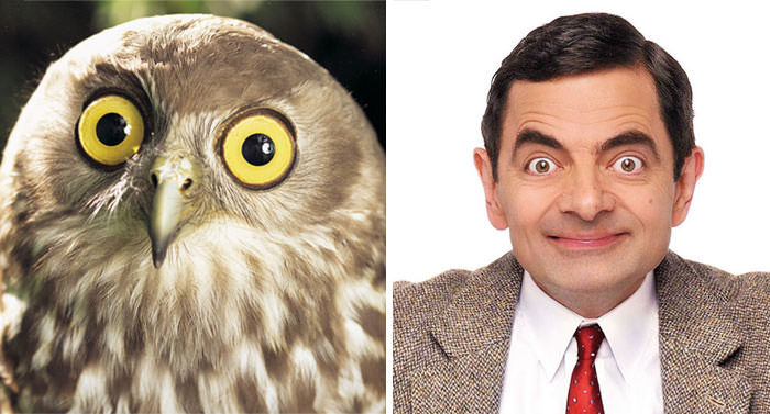 Owl Looks Like Rowan Atkinson