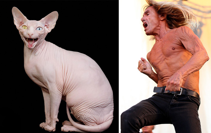  This Hairless Cat Looks Like Iggy Pop