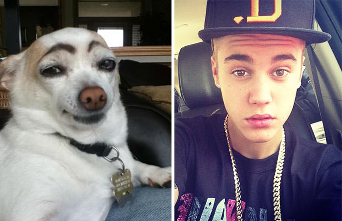 Dog With Eyebrows Looks Like Justin Bieber
