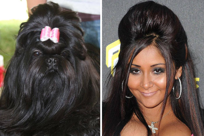 This Dog Looks Like Nicole Polizzi