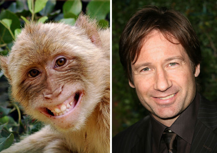 Monkey Looks Like David Duchovny