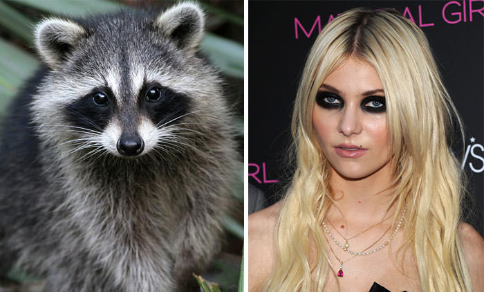 Racoon Looks Like Taylor Momsen