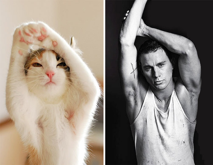 Cat Looks Like Chaning Tatum