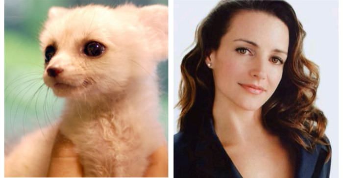 This Baby Fennec Fox Looks Like Kristin Davis
