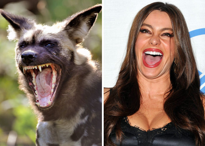 African Wild Dog Looks Like Sofia Vergara