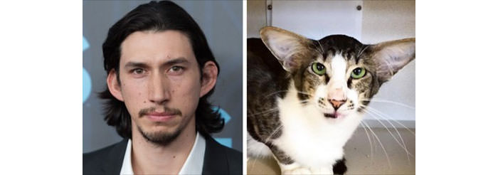 Adam Driver Cat