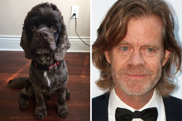  This Dog Looks Like William H. Macy