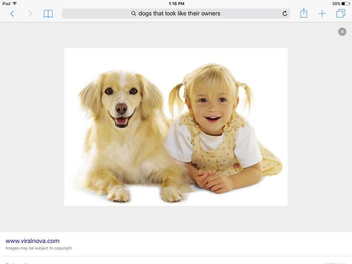 Dog That Looks Like Child