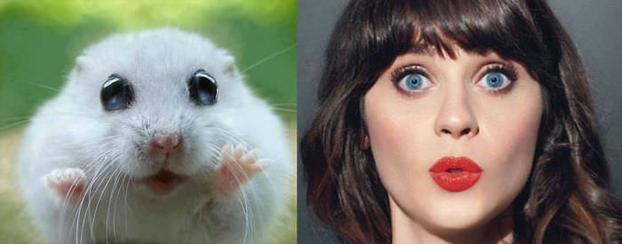 This Hamster Looks Like Katy Perry