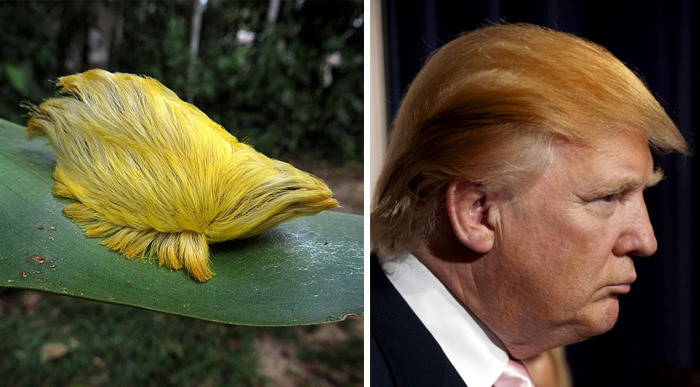 This Caterpillar Looks Like Donald Trump