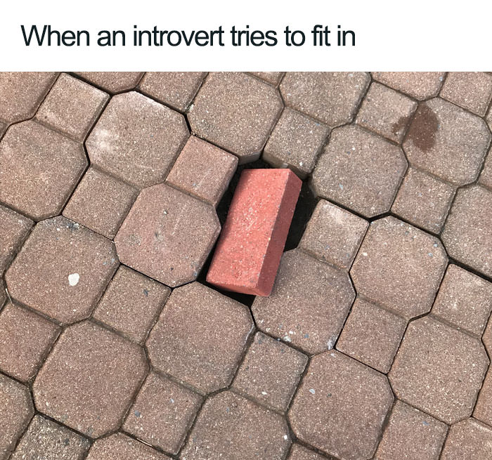  Funny introvert memes