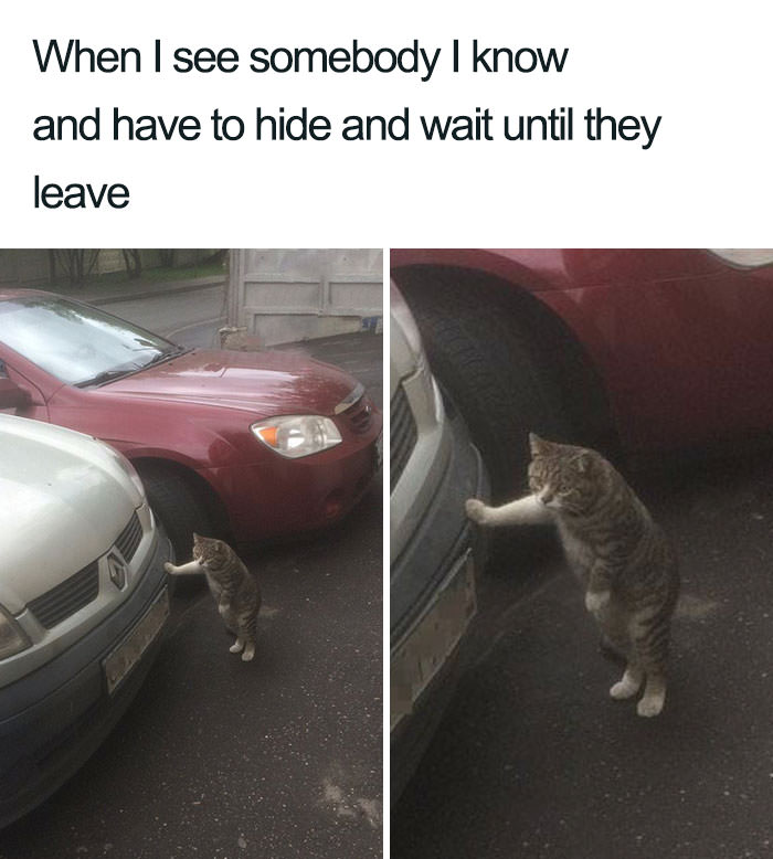 Funny introvert memes