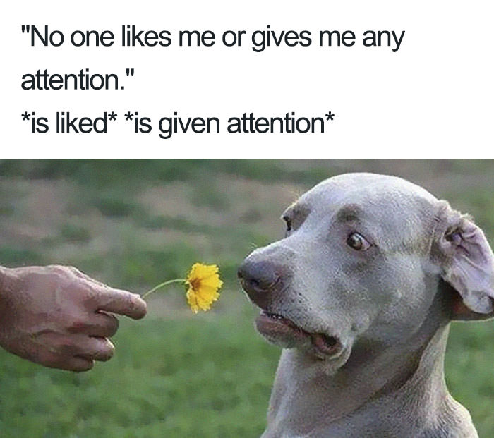  Funny introvert memes