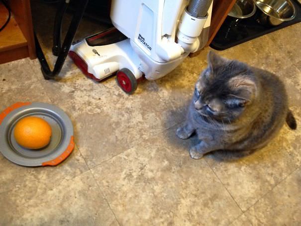 Toddler Was Asked To Feed The Cat