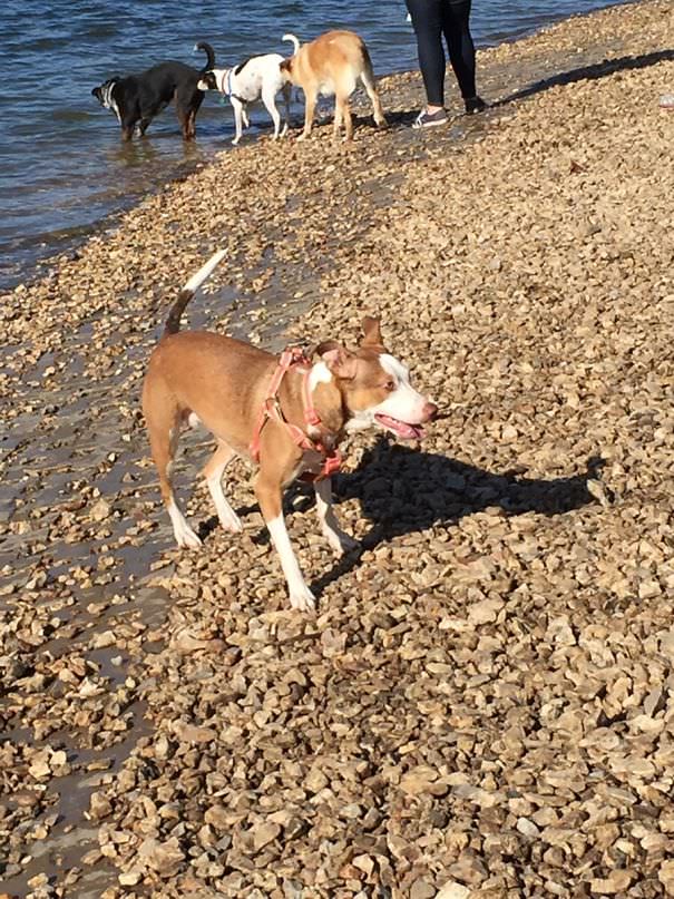 Thought I Took A Great Picture Of My Dog Then I Noticed The K9 Centipede In The Background