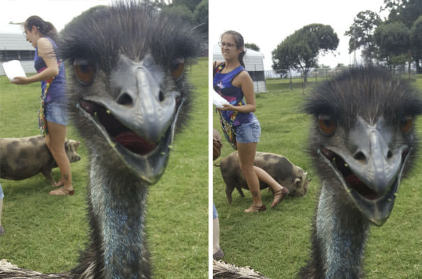 Went To A Petting Zoo. Friend Got Stepped On By A Pig. I Couldn