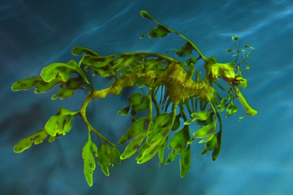 Hippocampe-Feuille-07