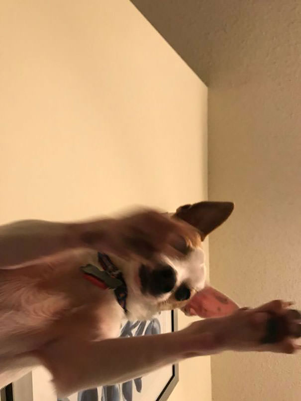  Accidentally Left My Camera On My Phone Open While I Left It On The Couch. I Returned To Find This