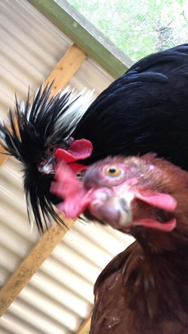  Lost My Phone For A Few Hours, Found It Inside My Chicken Coop A Few Hours Later With This Picture In The Camera Roll