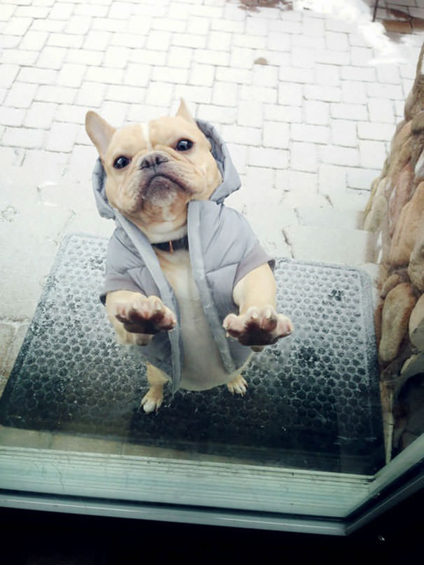 Fred Hates The Snow And Really Wants To Get Back Inside