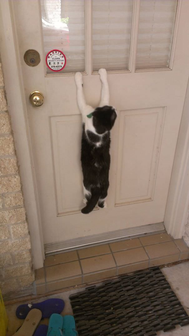  Put My Inside Cat Outside And Walked Out To This 5 Minutes Later