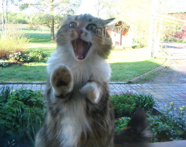  Let Me In!