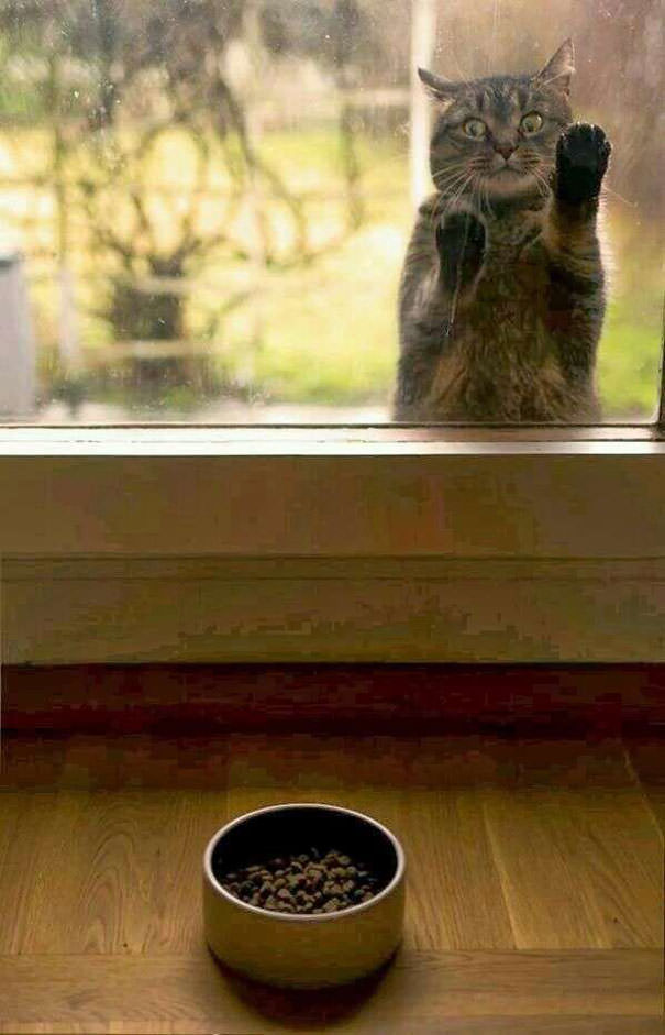 Give Me Food!