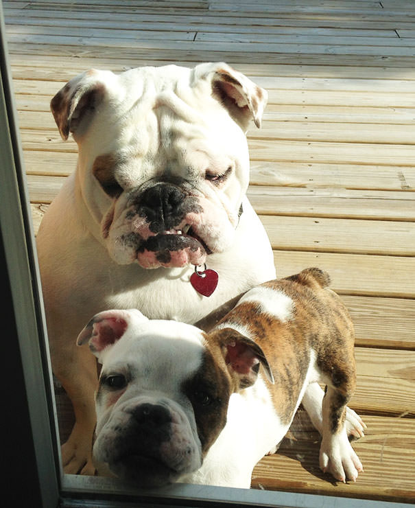 Let Me In! He