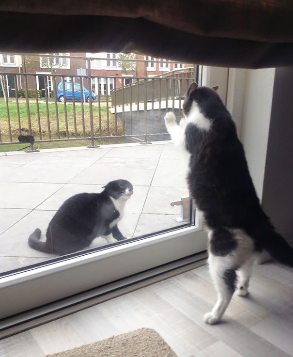 My Cat Fighting Her Turf War With The Neighbors