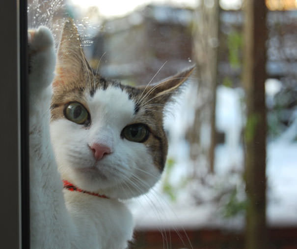 Let Me In!