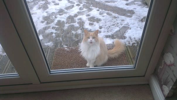  Omg Let Me In Its Cold!