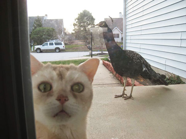 Let Me In Please, I