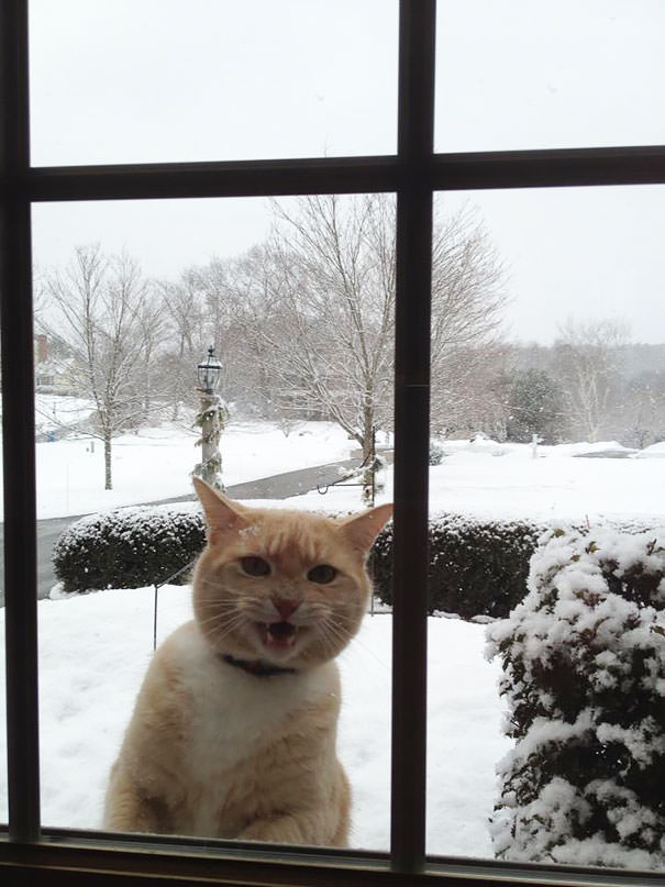  Let Me In, Human!