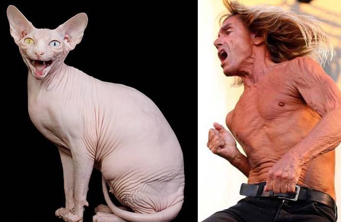  This Hairless Cat Looks Like Iggy Pop