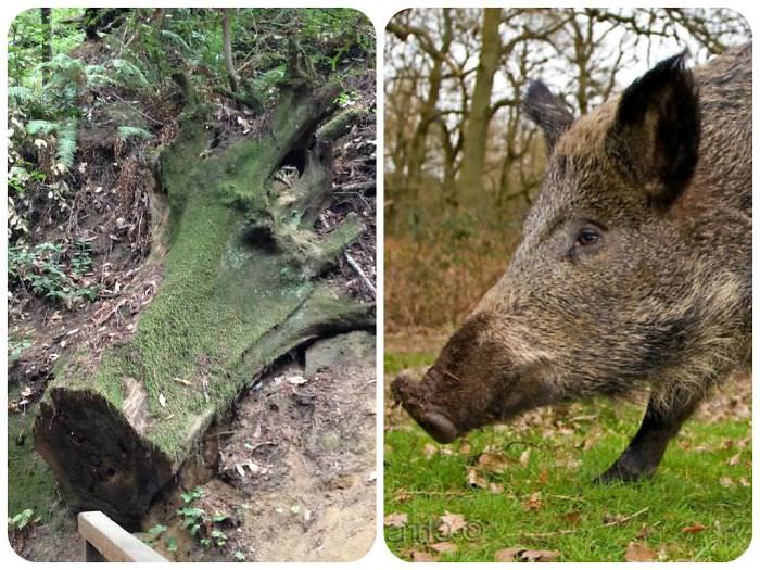  Tree Trunk In Henry Cowell State Park Looks Like A Wild Hog.