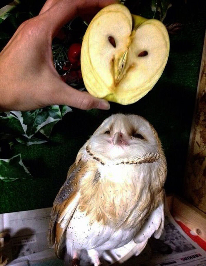  Apple Looks Like An Owl