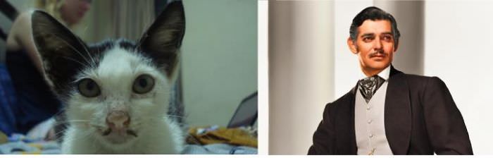  Kitty And Clark Gable