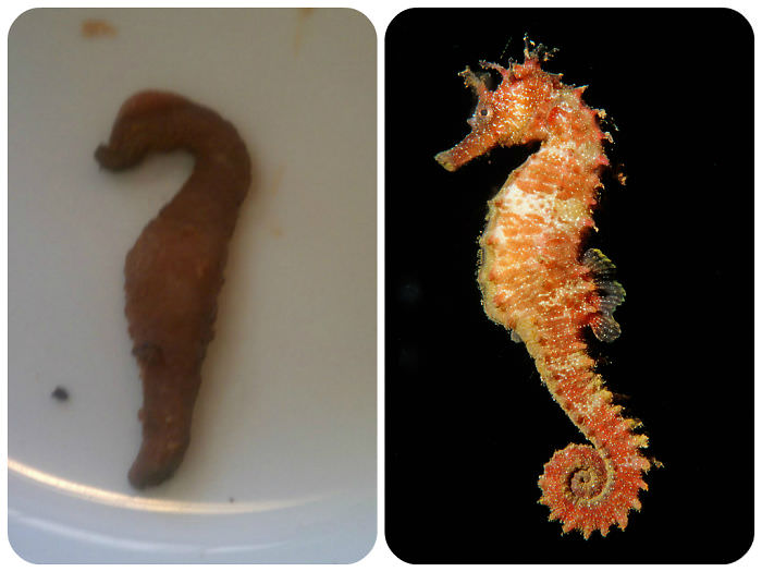 Bacon Looks Like Seahorse